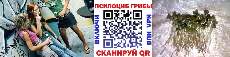 купить наркоту  Вилючинск  ссылка на мегу рабочий сайт  Псилоцибиновые грибы Cubensis 